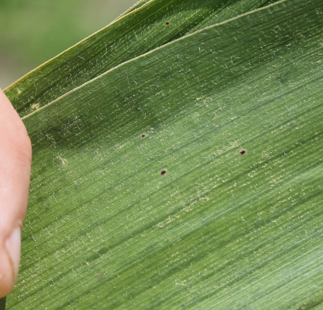 spots on corn leaf